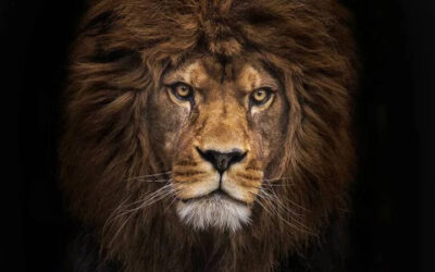 Daniel and the Lions
